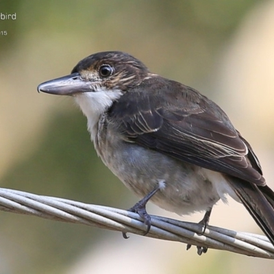 Cracticus torquatus (Grey Butcherbird) at Lake Conjola, NSW - 2 Apr 2015 by Charles Dove