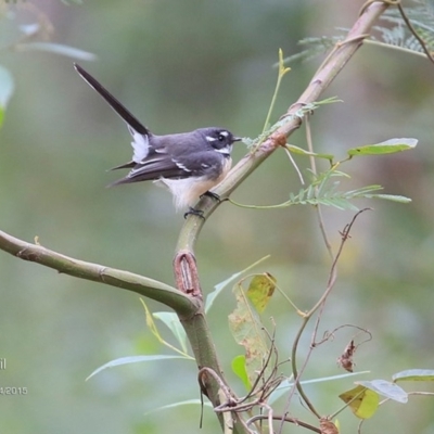 Rhipidura albiscapa (Grey Fantail) at Meroo National Park - 6 Apr 2015 by Charles Dove