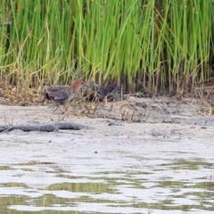 Lewinia pectoralis (Lewin's Rail) at Burrill Lake, NSW - 2 Apr 2015 by Charles Dove