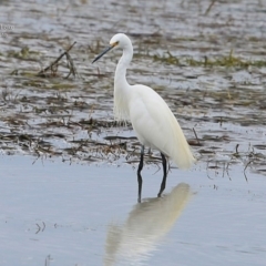 Egretta garzetta (Little Egret) at Wairo Beach and Dolphin Point - 11 Apr 2015 by Charles Dove