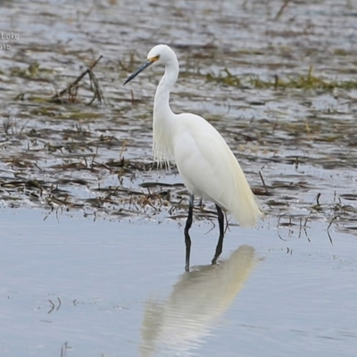 Egretta garzetta (Little Egret) at Burrill Lake, NSW - 12 Apr 2015 by CharlesDove