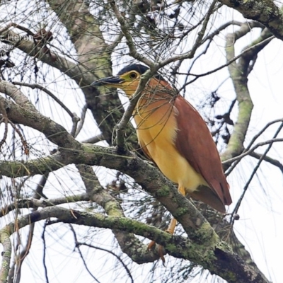 Nycticorax caledonicus (Nankeen Night-Heron) at Wairo Beach and Dolphin Point - 11 Apr 2015 by Charles Dove