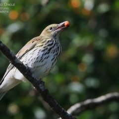 Oriolus sagittatus (Olive-backed Oriole) at Milton, NSW - 9 Apr 2015 by Charles Dove