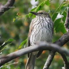 Oriolus sagittatus at Milton, NSW - 10 Apr 2015