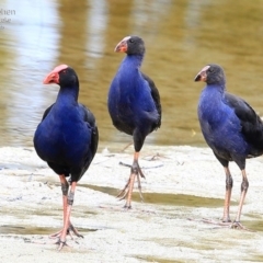 Porphyrio melanotus (Australasian Swamphen) at Burrill Lake, NSW - 11 Apr 2015 by Charles Dove