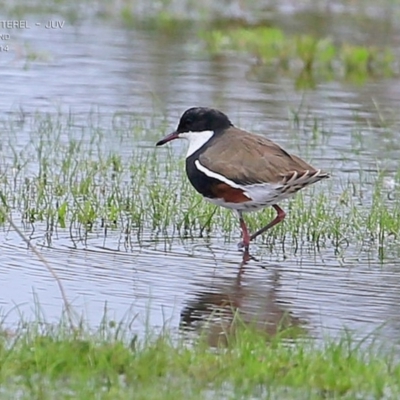 Erythrogonys cinctus (Red-kneed Dotterel) at Milton, NSW - 9 Apr 2015 by Charles Dove