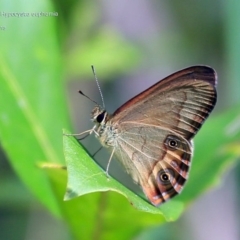 Hypocysta euphemia (Rock Ringlet) at Lake Conjola, NSW - 2 Apr 2015 by CharlesDove