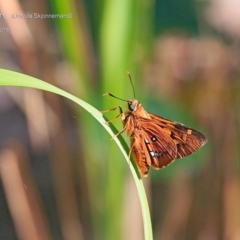 Trapezites symmomus (Splendid Ochre) at Lake Conjola, NSW - 2 Apr 2015 by CharlesDove