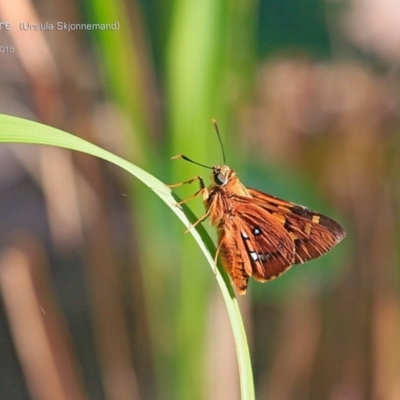 Trapezites symmomus (Splendid Ochre) at Lake Conjola, NSW - 2 Apr 2015 by CharlesDove