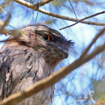 Podargus strigoides (Tawny Frogmouth) at Lake Conjola, NSW - 2 Apr 2015 by CharlesDove