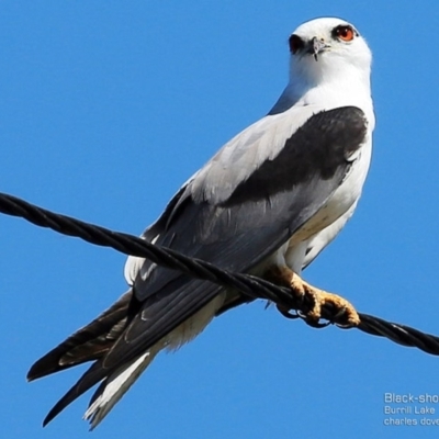 Elanus axillaris (Black-shouldered Kite) at Burrill Lake, NSW - 28 Sep 2014 by Charles Dove