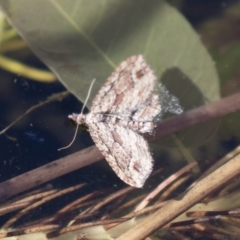 Chloroclystis filata (Filata Moth, Australian Pug Moth) at Illilanga & Baroona - 24 Jun 2018 by Illilanga
