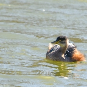 Tachybaptus novaehollandiae at Fyshwick, ACT - 18 Jul 2018