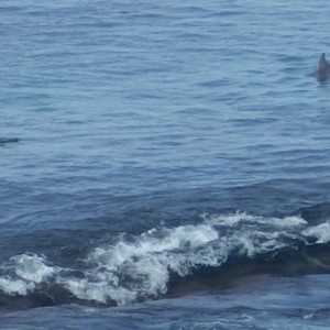 Tursiops truncatus at Jervis Bay Marine Park - 16 Jul 2018