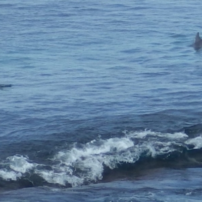 Tursiops truncatus (Bottlenose Dolphin) at Jervis Bay Marine Park - 16 Jul 2018 by PatrickCampbell