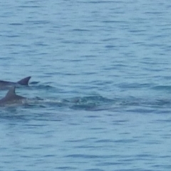 Tursiops truncatus at Jervis Bay Marine Park - 16 Jul 2018