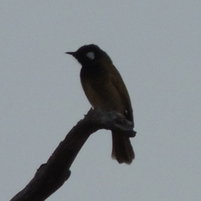 Nesoptilotis leucotis (White-eared Honeyeater) at Bonython, ACT - 17 Jul 2018 by michaelb