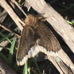 Euproctis marginalis (Margined Browntail Moth) at Michelago, NSW - 16 Dec 2017 by Illilanga