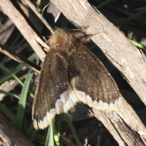 Euproctis marginalis at Michelago, NSW - 17 Dec 2017 07:34 AM