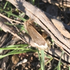 Euproctis marginalis at Michelago, NSW - 17 Dec 2017 07:34 AM