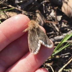 Euproctis marginalis at Michelago, NSW - 17 Dec 2017 07:34 AM