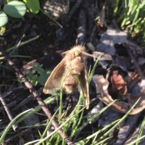 Euproctis marginalis at Michelago, NSW - 17 Dec 2017 07:34 AM