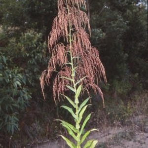 Calomeria amaranthoides at Yatte Yattah, NSW - 9 Jan 1999