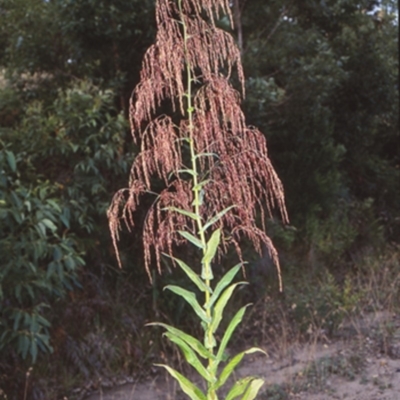 Calomeria amaranthoides (Incense Plant) at Yatte Yattah, NSW - 8 Jan 1999 by BettyDonWood