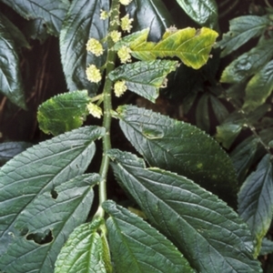 Elatostema reticulatum at Budawang National Park - 7 Feb 1999 12:00 AM