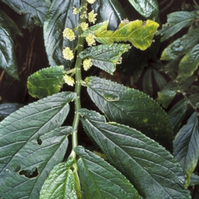 Elatostema reticulatum (Rainforest Spinach) at Budawang National Park - 7 Feb 1999 by BettyDonWood