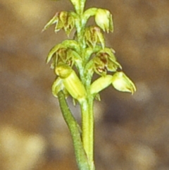 Corunastylis pumila (Green Midge Orchid) at Jeremadra, NSW - 6 Mar 1999 by BettyDonWood