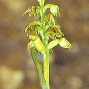 Corunastylis pumila at Jeremadra, NSW - 7 Mar 1999