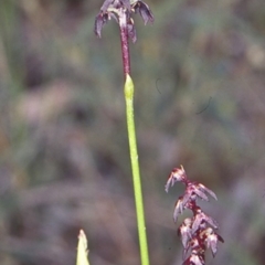 Corunastylis vernalis (East Lynne Midge Orchid) at Murramarang National Park - 9 Dec 1998 by BettyDonWood