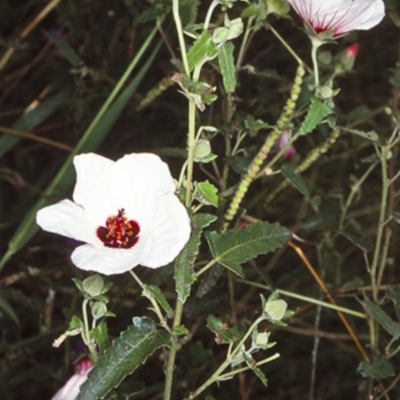 Pavonia hastata (Spearleaf Swampmallow) at Cambewarra, NSW - 8 Mar 1999 by BettyDonWood