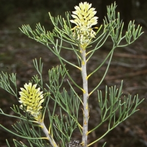 Petrophile pulchella at Morton National Park - suppressed