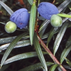 Podocarpus spinulosus (Spiny-leaf Podocarp) at Ulladulla - Warden Head Bushcare - 7 Jan 1999 by BettyDonWood