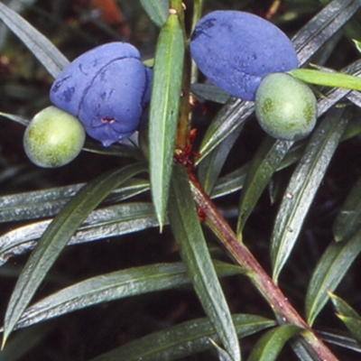 Podocarpus spinulosus (Spiny-leaf Podocarp) at Ulladulla, NSW - 7 Jan 1999 by BettyDonWood