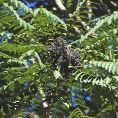 Polyscias murrayi (Pencil Cedar) at Currowan, NSW - 4 May 1999 by BettyDonWood