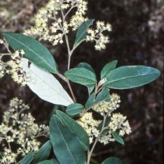 Pomaderris discolor (Eastern Pomaderris) at Nelligen, NSW - 24 Sep 2001 by BettyDonWood