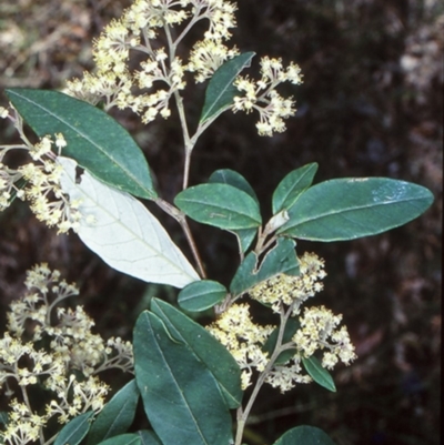 Pomaderris discolor (Eastern Pomaderris) at Nelligen, NSW - 24 Sep 2001 by BettyDonWood