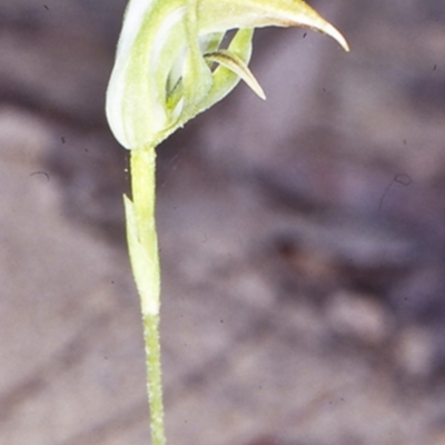 Pterostylis acuminata (Pointed Greenhood) at Benandarah State Forest - 6 Apr 2002 by BettyDonWood