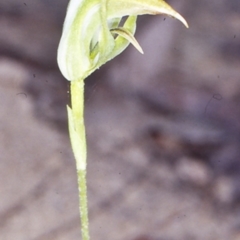 Pterostylis acuminata (Pointed Greenhood) at Benandarah State Forest - 5 Apr 2002 by BettyDonWood