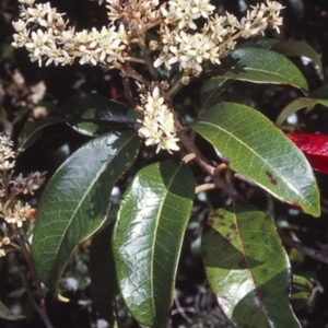 Quintinia sieberi at Morton National Park - 15 Oct 2000 12:00 AM