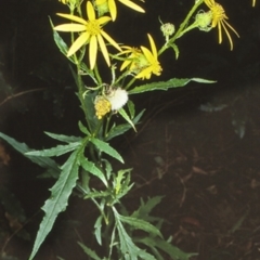 Senecio vagus subsp. vagus (Saw Groundsel) at Budawang National Park - 4 Dec 1999 by BettyDonWood
