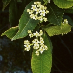 Ceratopetalum apetalum (Coachwood) at Morton National Park - 6 Nov 1998 by BettyDonWood