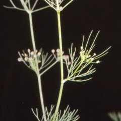 Cyclospermum leptophyllum (Slender Celery, Wild Carrot) at Burrier, NSW - 29 Nov 1998 by BettyDonWood