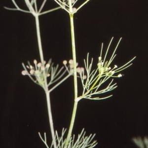 Cyclospermum leptophyllum at Burrier, NSW - 30 Nov 1998