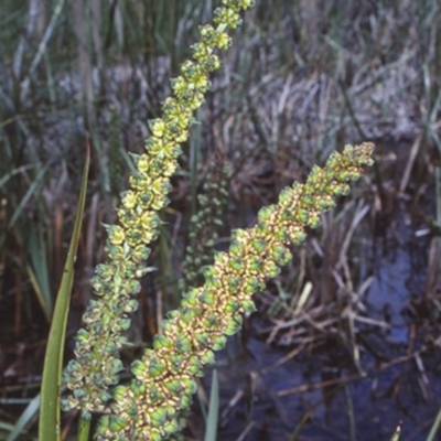 Cycnogeton procerum (Nareli, Swamp Arrowgrass) at Tomakin, NSW - 9 Nov 1998 by BettyDonWood