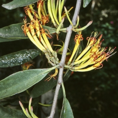 Dendrophthoe vitellina (Long-flower Mistletoe) at Burrier, NSW - 6 Nov 1998 by BettyDonWood
