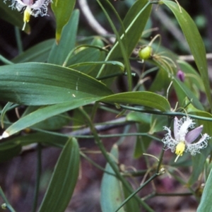 Eustrephus latifolius at Boyne State Forest - 8 Nov 1998